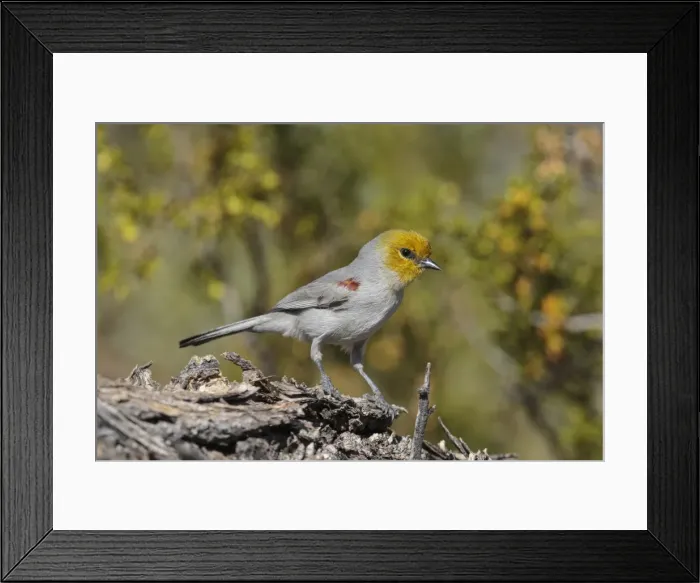 Framed Print : Picture No. 11807486 Framed Print : Picture No. 11807486