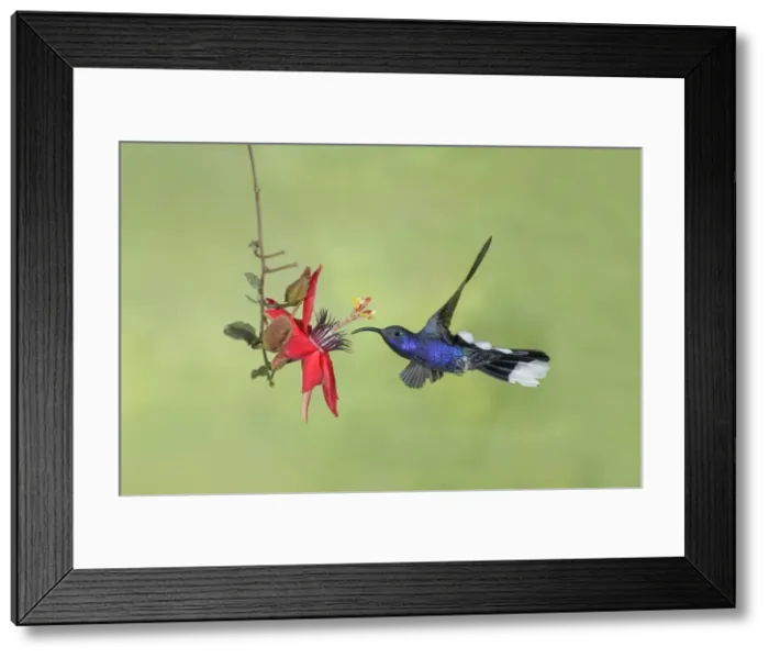 Framed Print : Picture No. 11807487 Framed Print : Picture No. 11807487