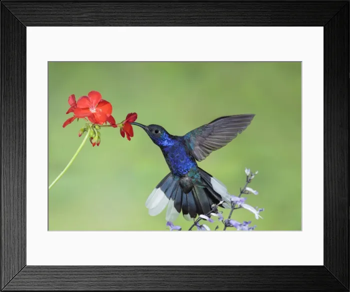 Framed Print : Picture No. 11807488 Framed Print : Picture No. 11807488