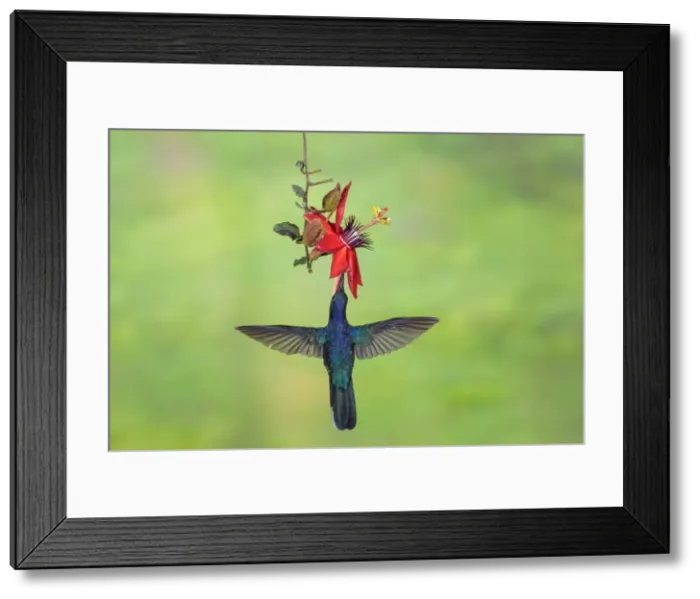 Framed Print : Picture No. 11807489 Framed Print : Picture No. 11807489