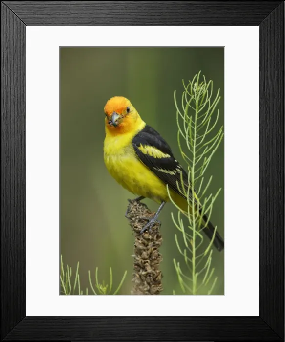Framed Print : Picture No. 11807490 Framed Print : Picture No. 11807490