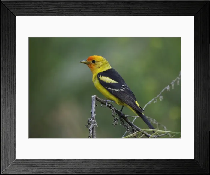 Framed Print : Picture No. 11807491 Framed Print : Picture No. 11807491