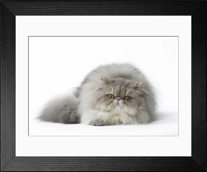 Framed Print : Picture No. 11807498 Framed Print : Picture No. 11807498