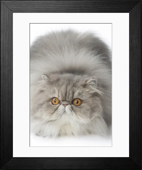 Framed Print : Picture No. 11807500 Framed Print : Picture No. 11807500