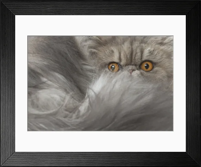 Framed Print : Picture No. 11807505 Framed Print : Picture No. 11807505