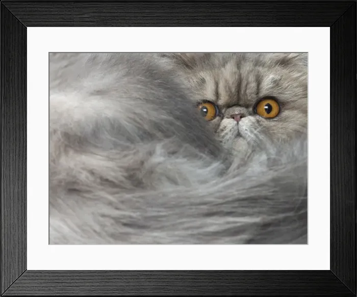 Framed Print : Picture No. 11807504 Framed Print : Picture No. 11807504