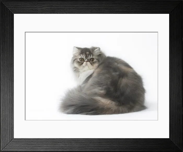 Framed Print : Picture No. 11807510