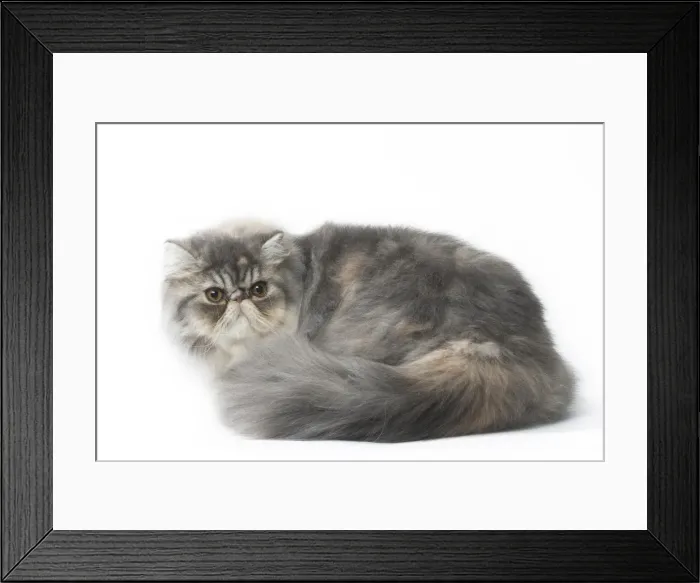 Framed Print : Picture No. 11807507 Framed Print : Picture No. 11807507