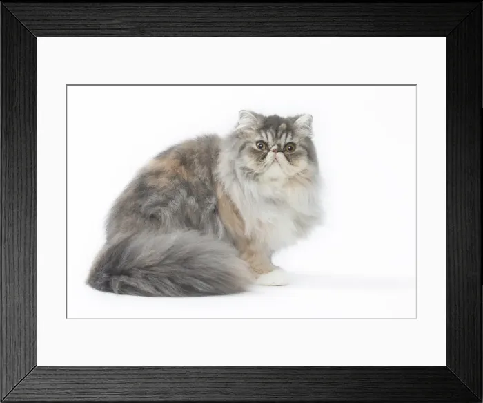 Framed Print : Picture No. 11807513 Framed Print : Picture No. 11807513
