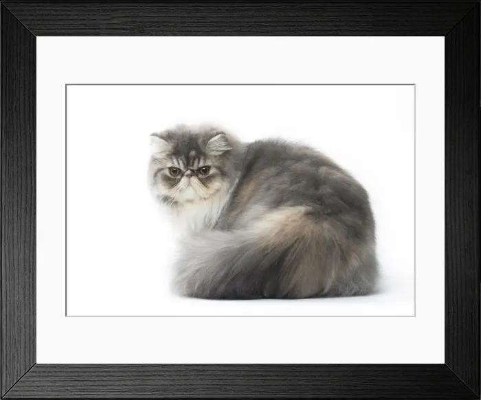 Framed Print : Picture No. 11807511 Framed Print : Picture No. 11807511