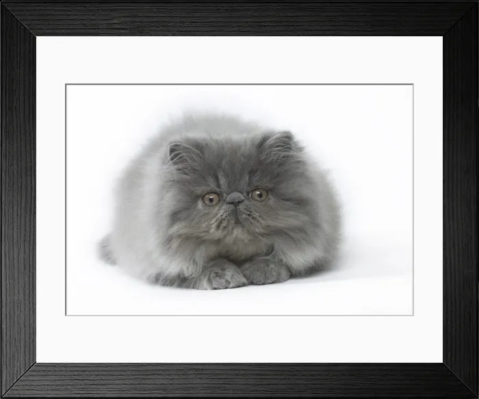 Framed Print : Picture No. 11807517 Framed Print : Picture No. 11807517