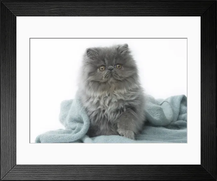 Framed Print : Picture No. 11807523 Framed Print : Picture No. 11807523