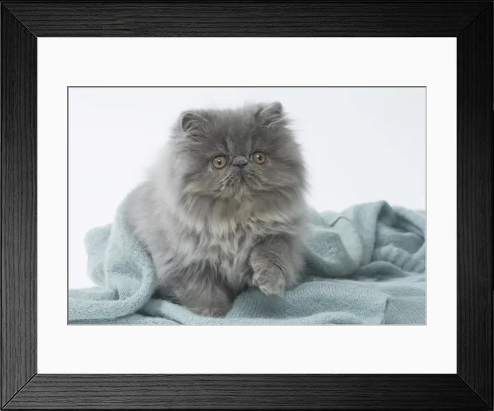 Framed Print : Picture No. 11807524 Framed Print : Picture No. 11807524