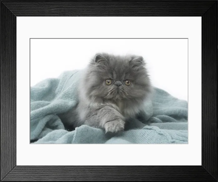 Framed Print : Picture No. 11807525 Framed Print : Picture No. 11807525