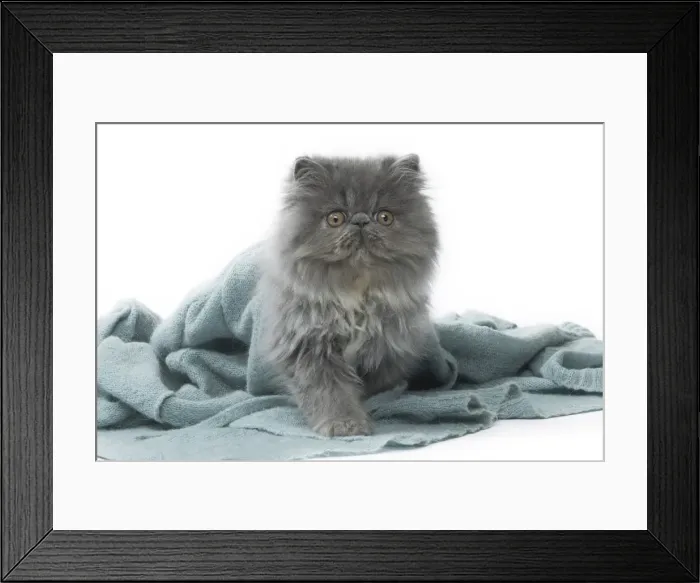 Framed Print : Picture No. 11807527 Framed Print : Picture No. 11807527