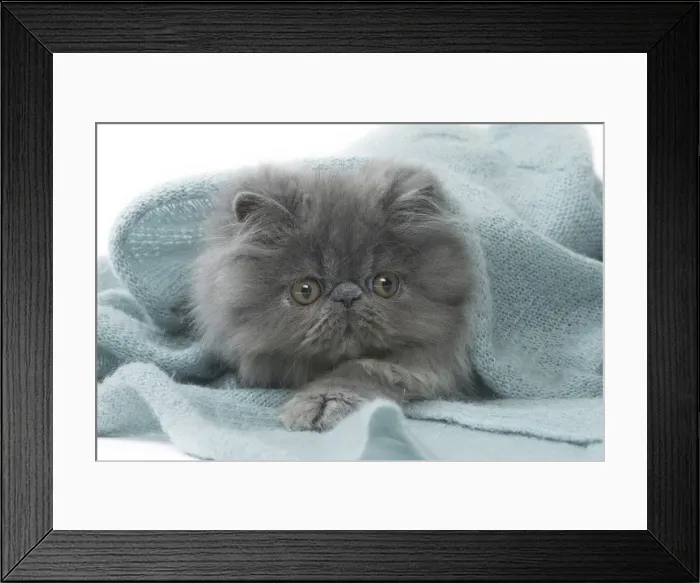 Framed Print : Picture No. 11807526 Framed Print : Picture No. 11807526