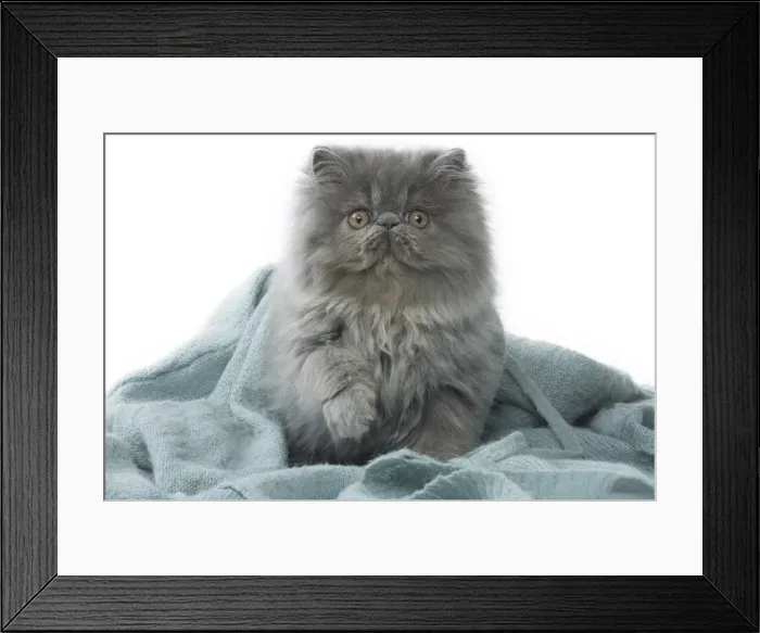 Framed Print : Picture No. 11807528 Framed Print : Picture No. 11807528