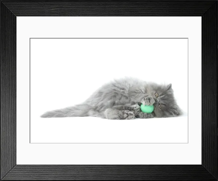 Framed Print : Picture No. 11807533 Framed Print : Picture No. 11807533
