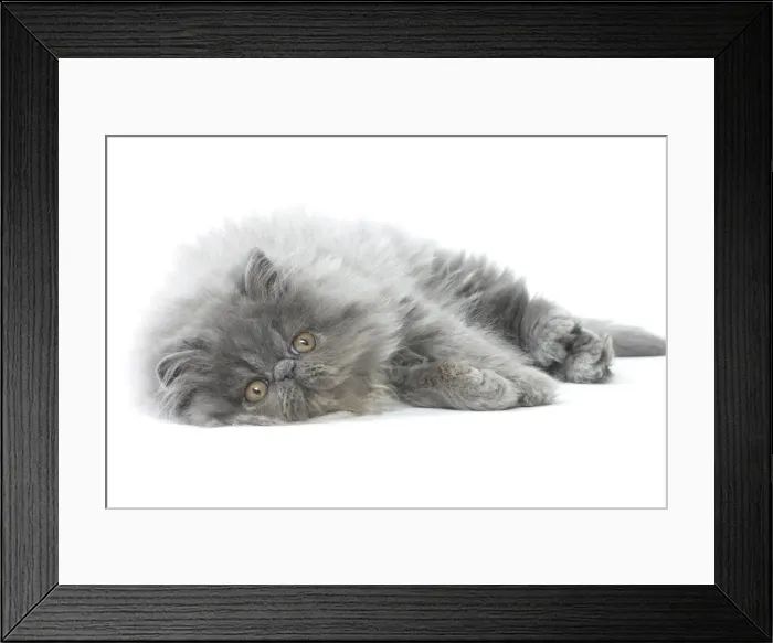Framed Print : Picture No. 11807535 Framed Print : Picture No. 11807535