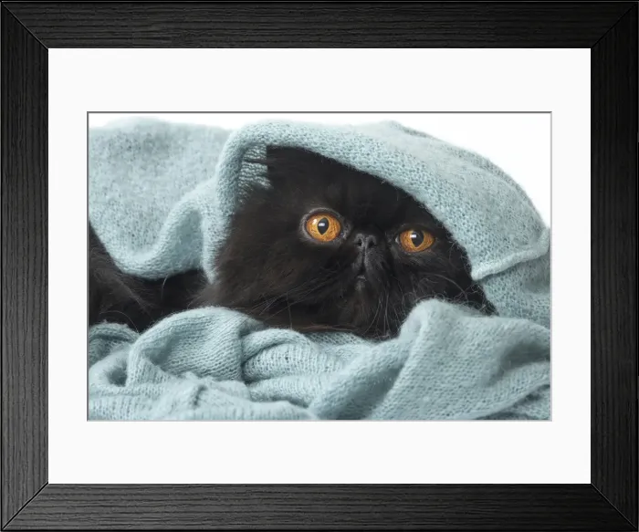 Framed Print : Picture No. 11807538 Framed Print : Picture No. 11807538