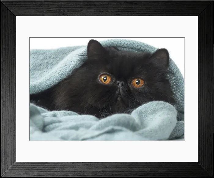 Framed Print : Picture No. 11807539 Framed Print : Picture No. 11807539