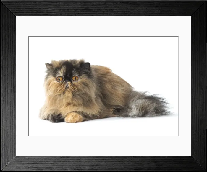 Framed Print : Picture No. 11807543 Framed Print : Picture No. 11807543