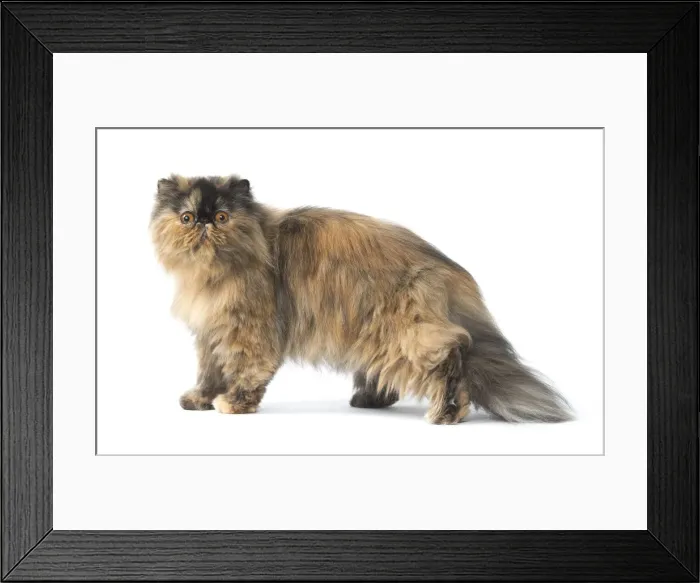 Framed Print : Picture No. 11807545 Framed Print : Picture No. 11807545