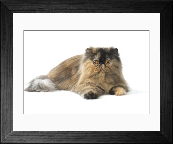 Framed Print : Picture No. 11807548 Framed Print : Picture No. 11807548