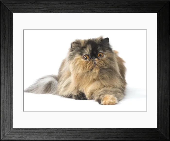 Framed Print : Picture No. 11807549 Framed Print : Picture No. 11807549