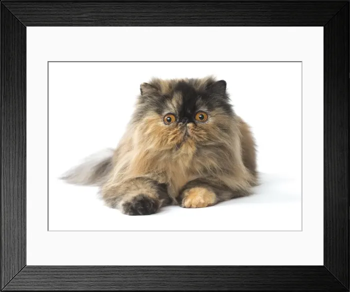 Framed Print : Picture No. 11807550 Framed Print : Picture No. 11807550