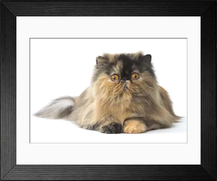 Framed Print : Picture No. 11807551 Framed Print : Picture No. 11807551