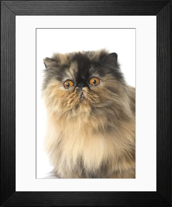 Framed Print : Picture No. 11807552 Framed Print : Picture No. 11807552