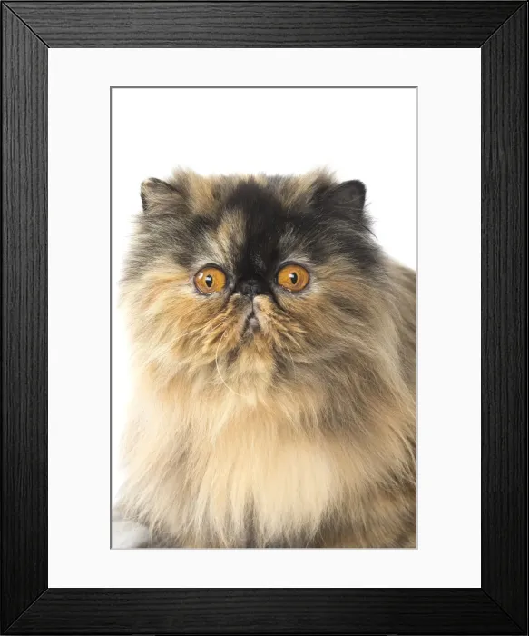 Framed Print : Picture No. 11807553 Framed Print : Picture No. 11807553