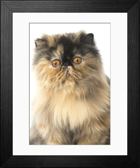 Framed Print : Picture No. 11807554 Framed Print : Picture No. 11807554