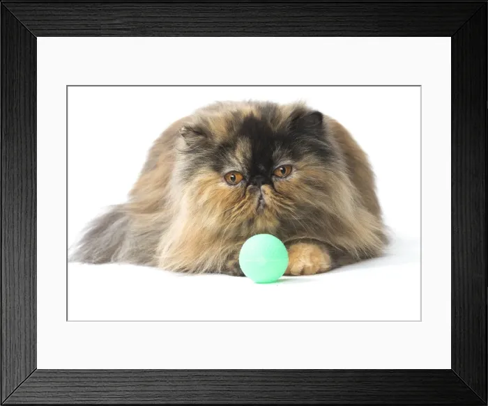 Framed Print : Picture No. 11807555 Framed Print : Picture No. 11807555