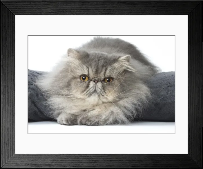 Framed Print : Picture No. 11807561