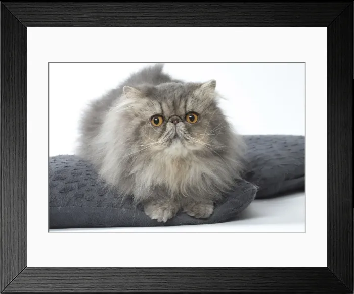 Framed Print : Picture No. 11807562 Framed Print : Picture No. 11807562