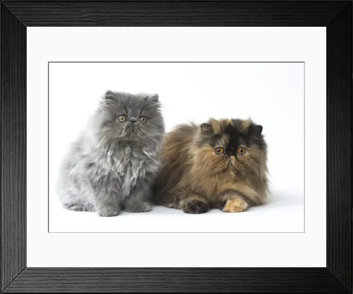 Framed Print : Picture No. 11807567 Framed Print : Picture No. 11807567