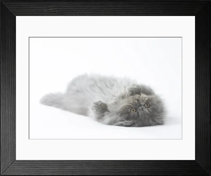 Framed Print : Picture No. 11807568 Framed Print : Picture No. 11807568