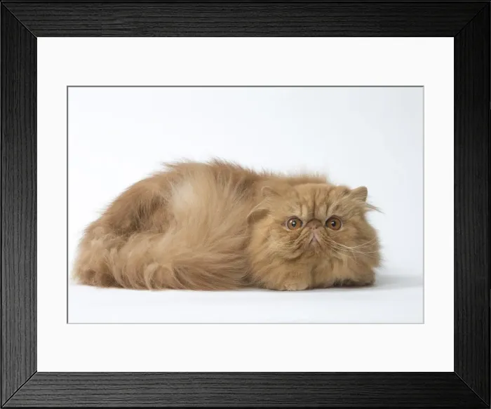 Framed Print : Picture No. 11807571 Framed Print : Picture No. 11807571