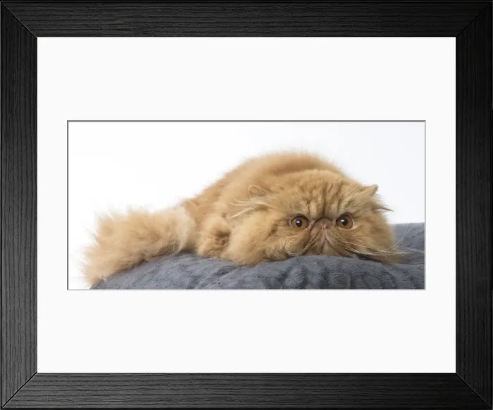 Framed Print : Picture No. 11807572 Framed Print : Picture No. 11807572