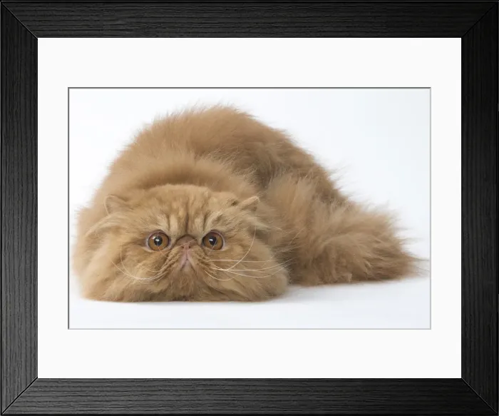Framed Print : Picture No. 11807575 Framed Print : Picture No. 11807575