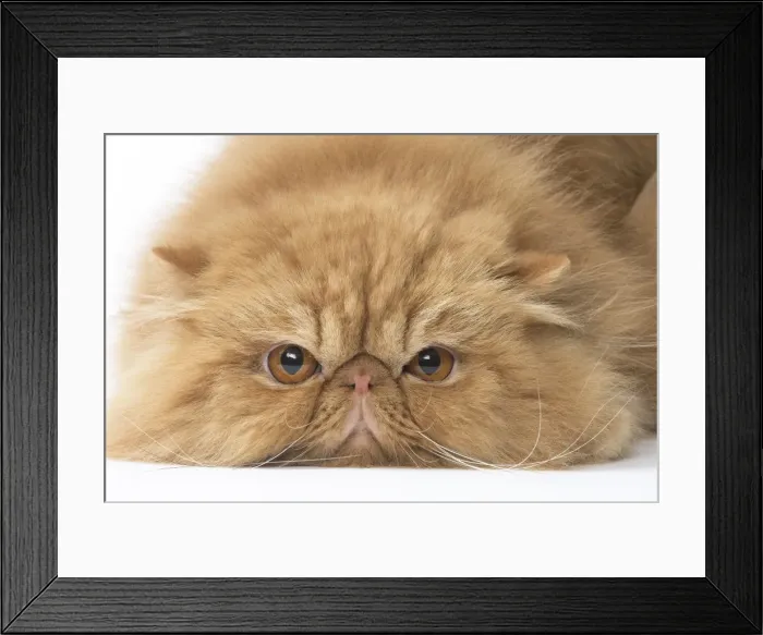 Framed Print : Picture No. 11807577 Framed Print : Picture No. 11807577