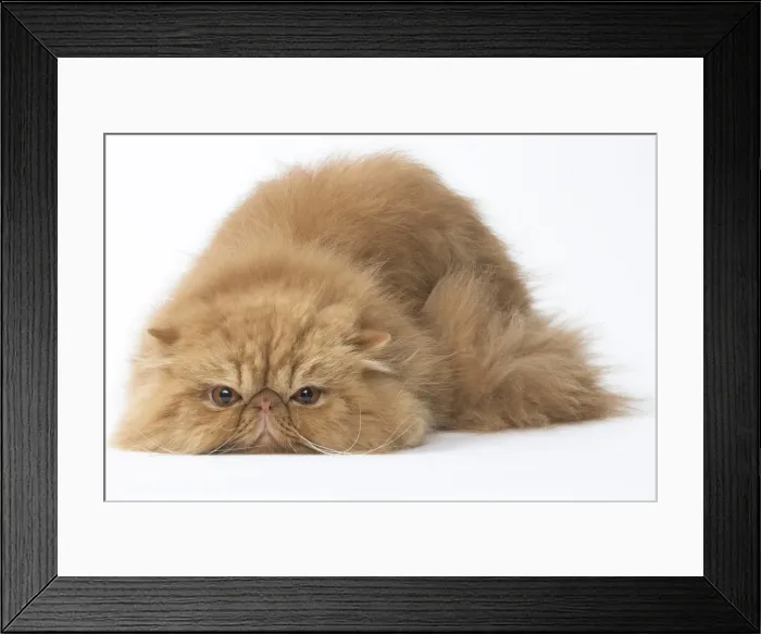 Framed Print : Picture No. 11807578 Framed Print : Picture No. 11807578