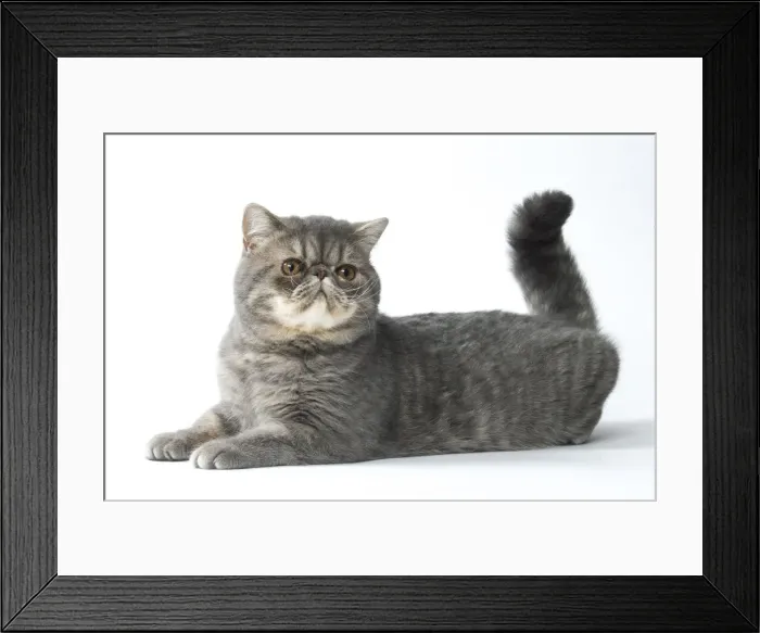 Framed Print : Picture No. 11807579 Framed Print : Picture No. 11807579