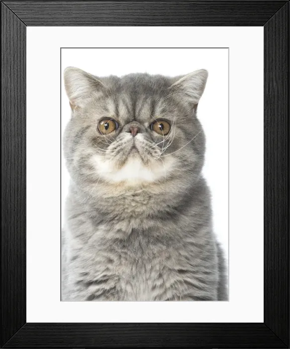 Framed Print : Picture No. 11807581 Framed Print : Picture No. 11807581