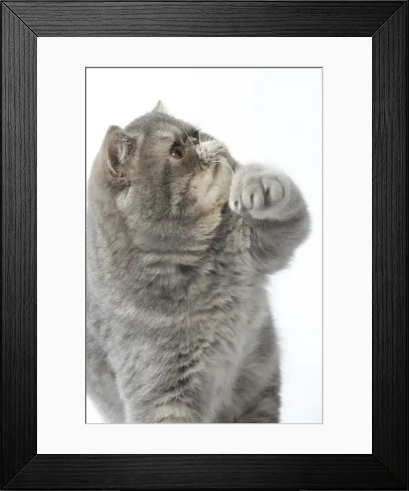 Framed Print : Picture No. 11807582 Framed Print : Picture No. 11807582