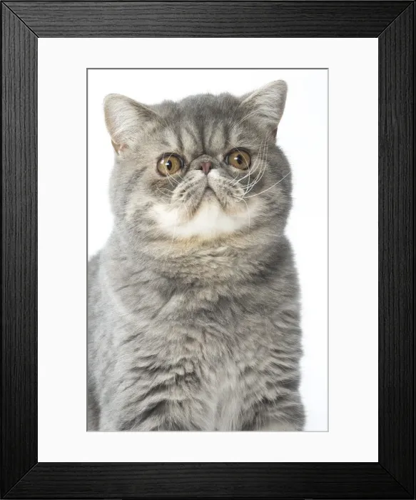 Framed Print : Picture No. 11807583 Framed Print : Picture No. 11807583