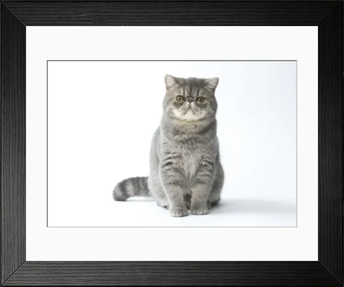 Framed Print : Picture No. 11807584 Framed Print : Picture No. 11807584
