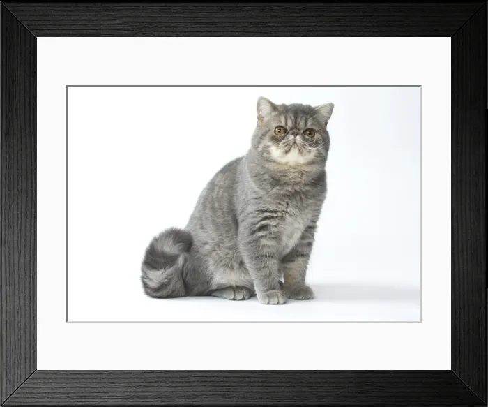 Framed Print : Picture No. 11807586 Framed Print : Picture No. 11807586